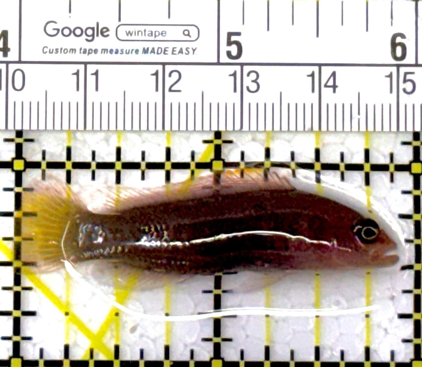 Marshall's Dottyback MD111901 WYSIWYG Size: S 2"