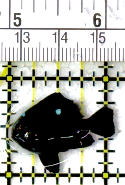 Domino Damselfish DD111901 WYSIWYG Size: S 1"