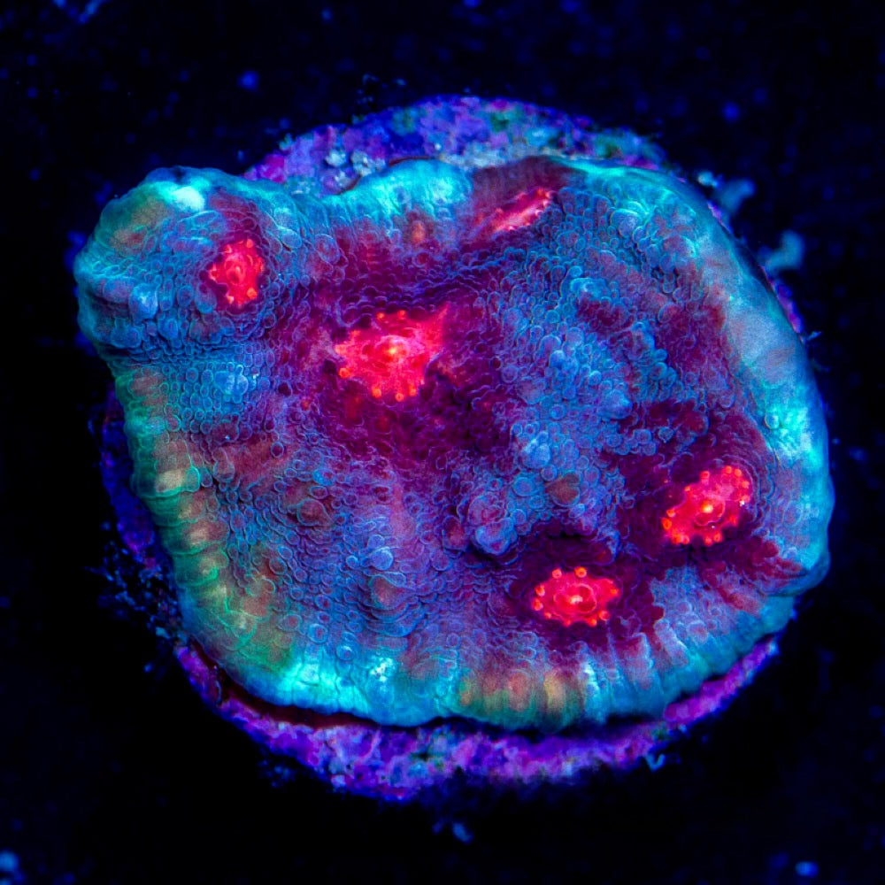 Frost Fire Chalice (Aquacultured) Size: L 1" to 3" Approx Frag - Violet Aquarium 