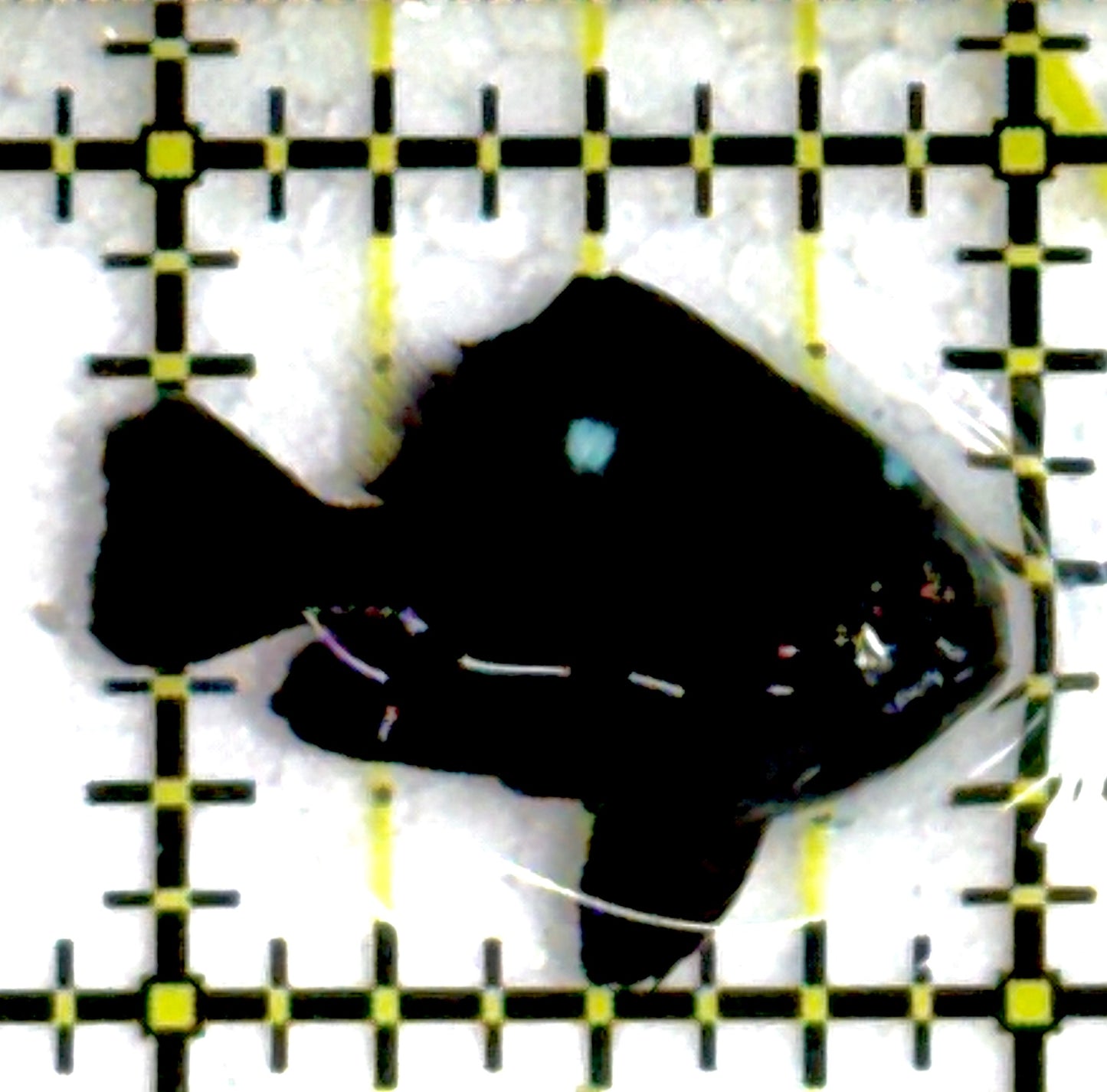 Domino Damselfish DD111901 WYSIWYG Size: S 1"