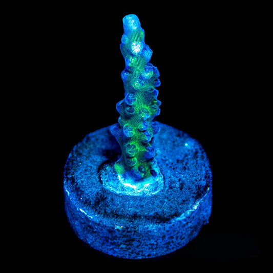 Pinky Bear Acropora (Aquacultured)  Size: M 0.75” to 1” Approx Frag
