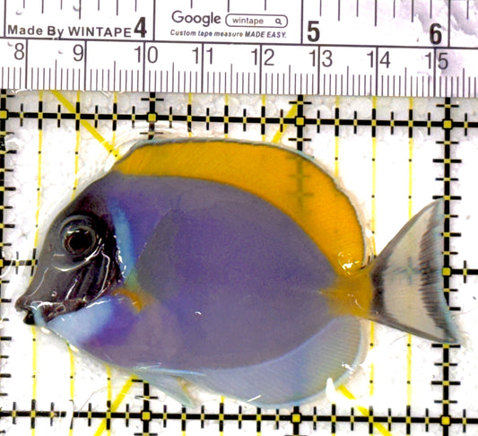 Powder Blue Tang PBT111901 WYSIWYG Size: S 3"
