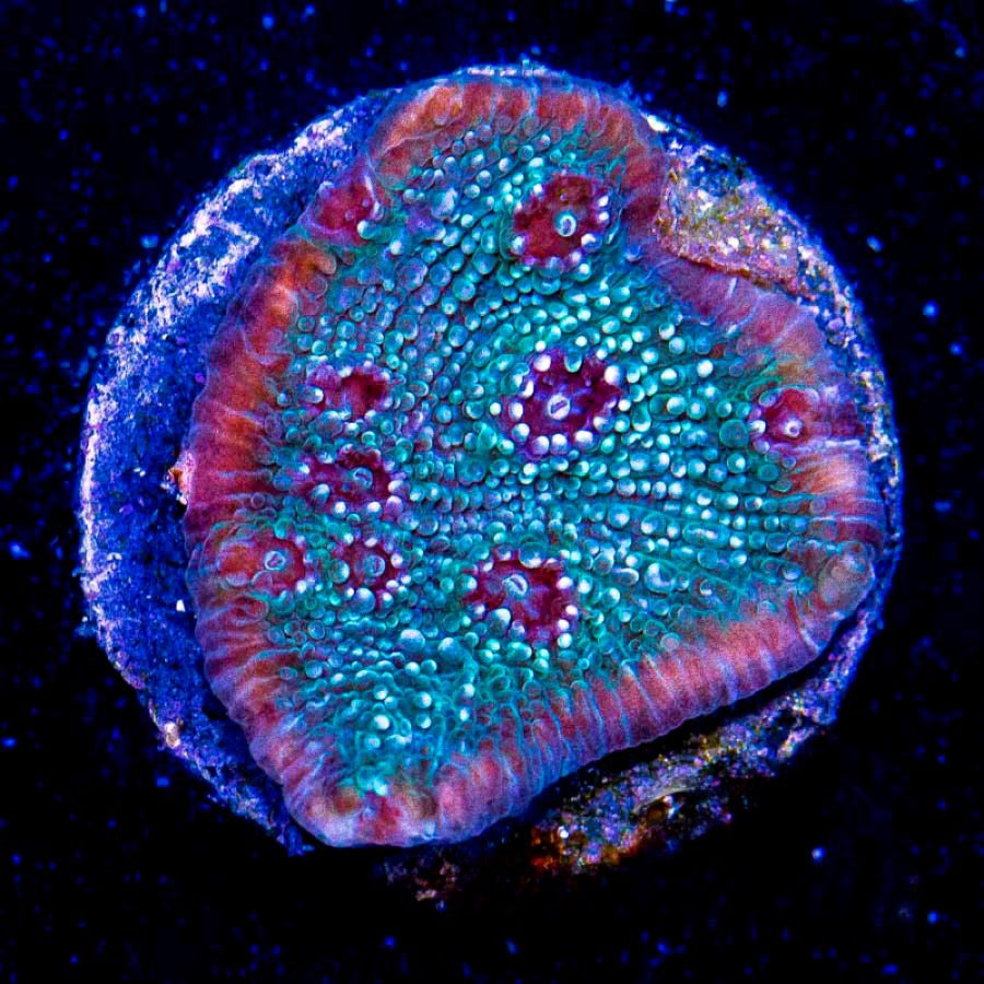 Glacial Freeze Stunner Chalice Size:  M 0.75" to 1" Approx - Violet Aquarium 