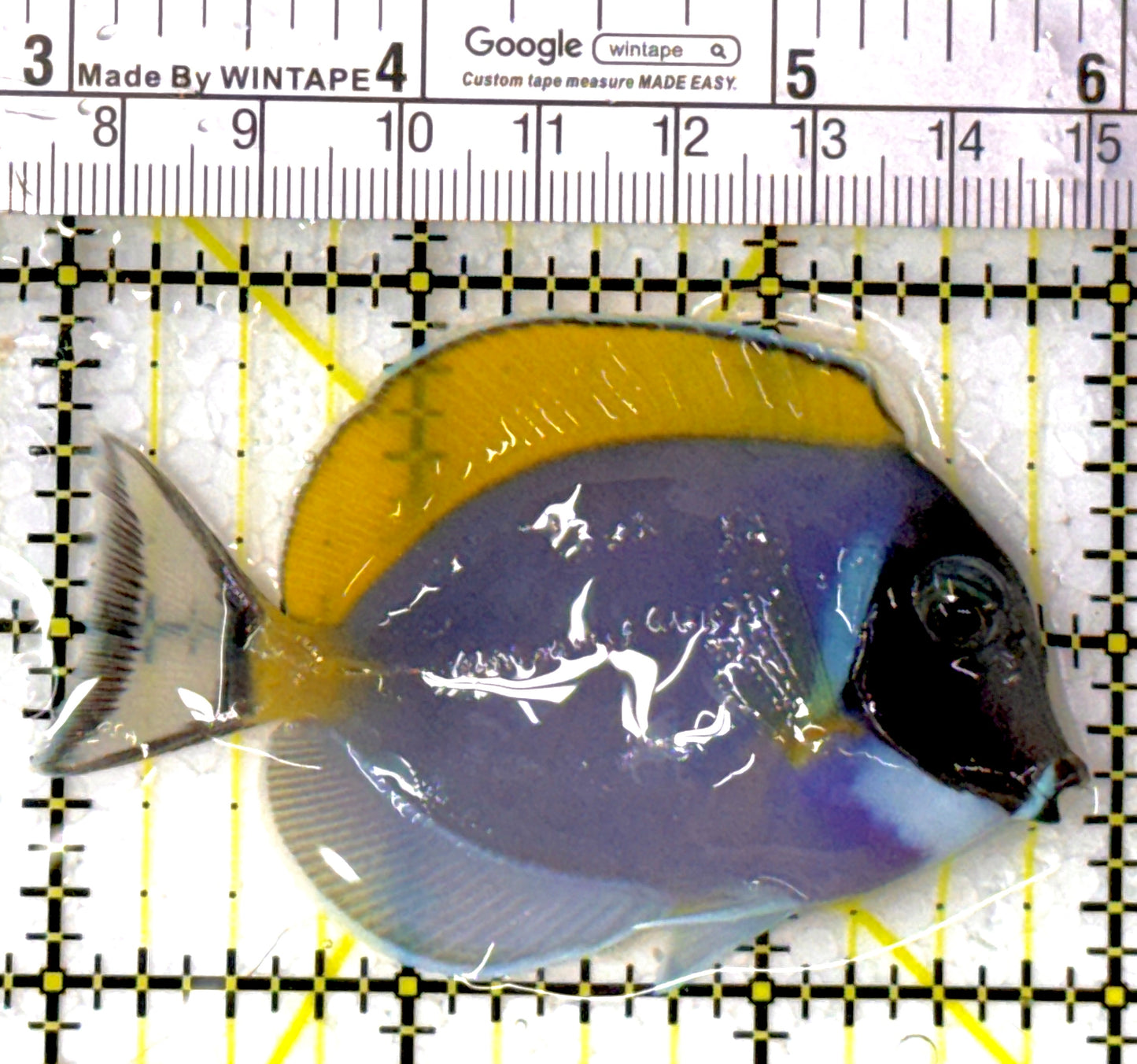 Powder Blue Tang PBT111901 WYSIWYG Size: S 3"