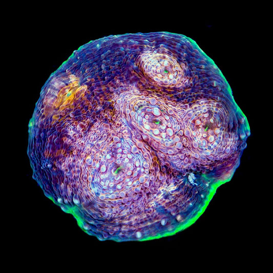 Hypershock Acan Echinata (Aquaculture) Size: M 0.75" to 1" Approx Frag