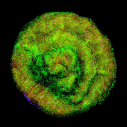 Shattered Light Leptoseris