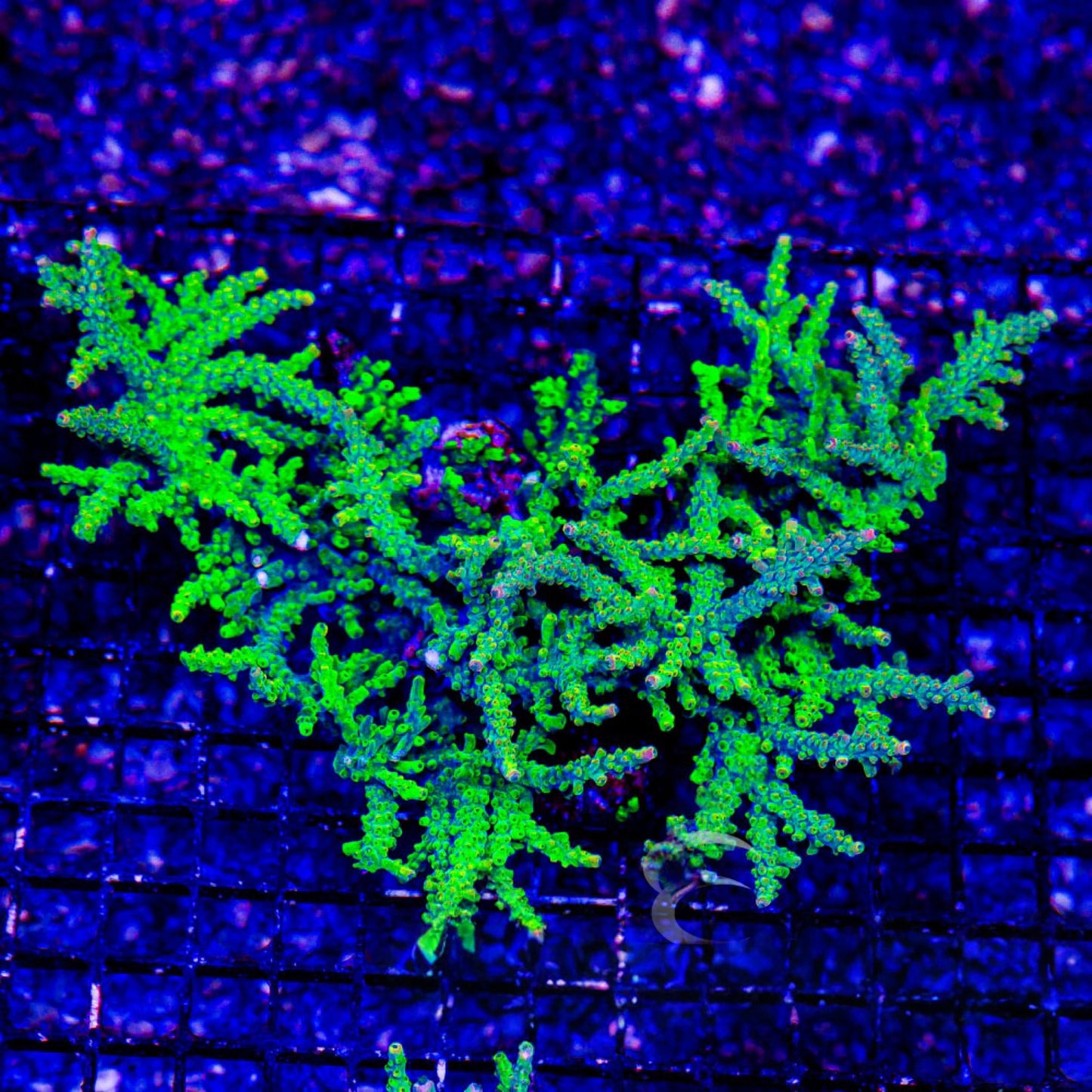 Pinky Bear Acropora (Aquacultured)  Size: M 0.75” to 1” Approx Frag