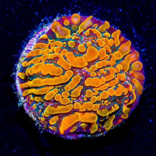 Aquacultured Cloudberries Chalice Size: M 0.5" to 0.75" Frag