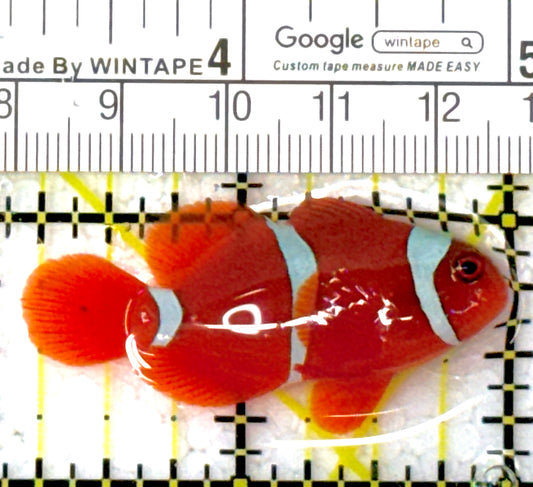 White Stripe Maroon Clownfish WMC111902 WYSIWYG Size: S 1.75"