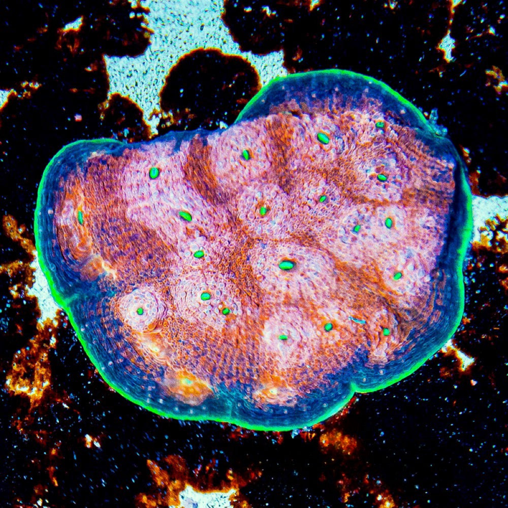 Hypershock Acan Echinata (Aquaculture) Size: M 0.75" to 1" Approx Frag