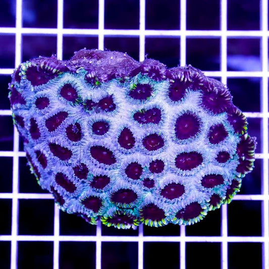 Neon Aussie Favia NAF040301 WYSIWYG