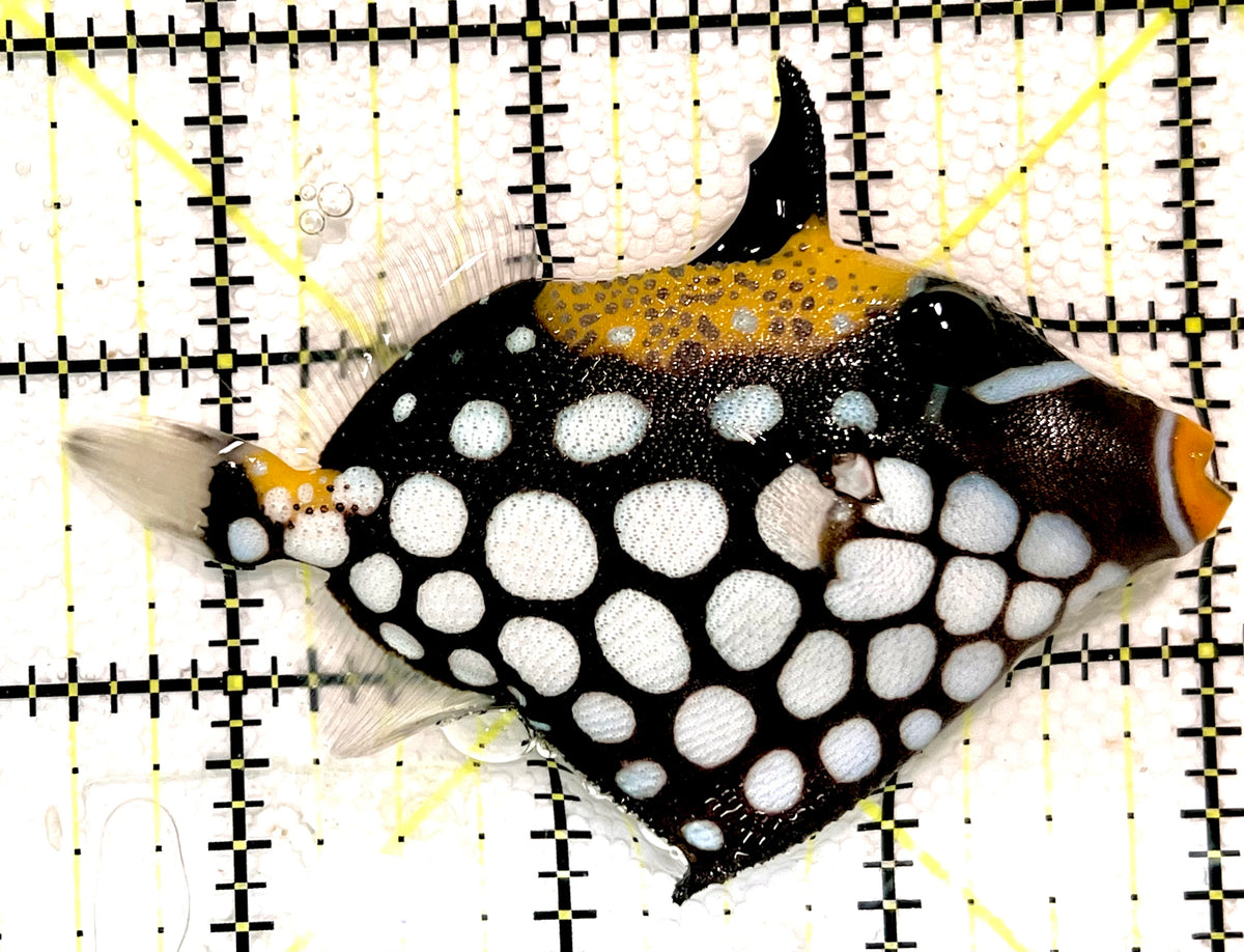 Clown Triggerfish CT100401 WYSIWYG Size: M 3.5" approx