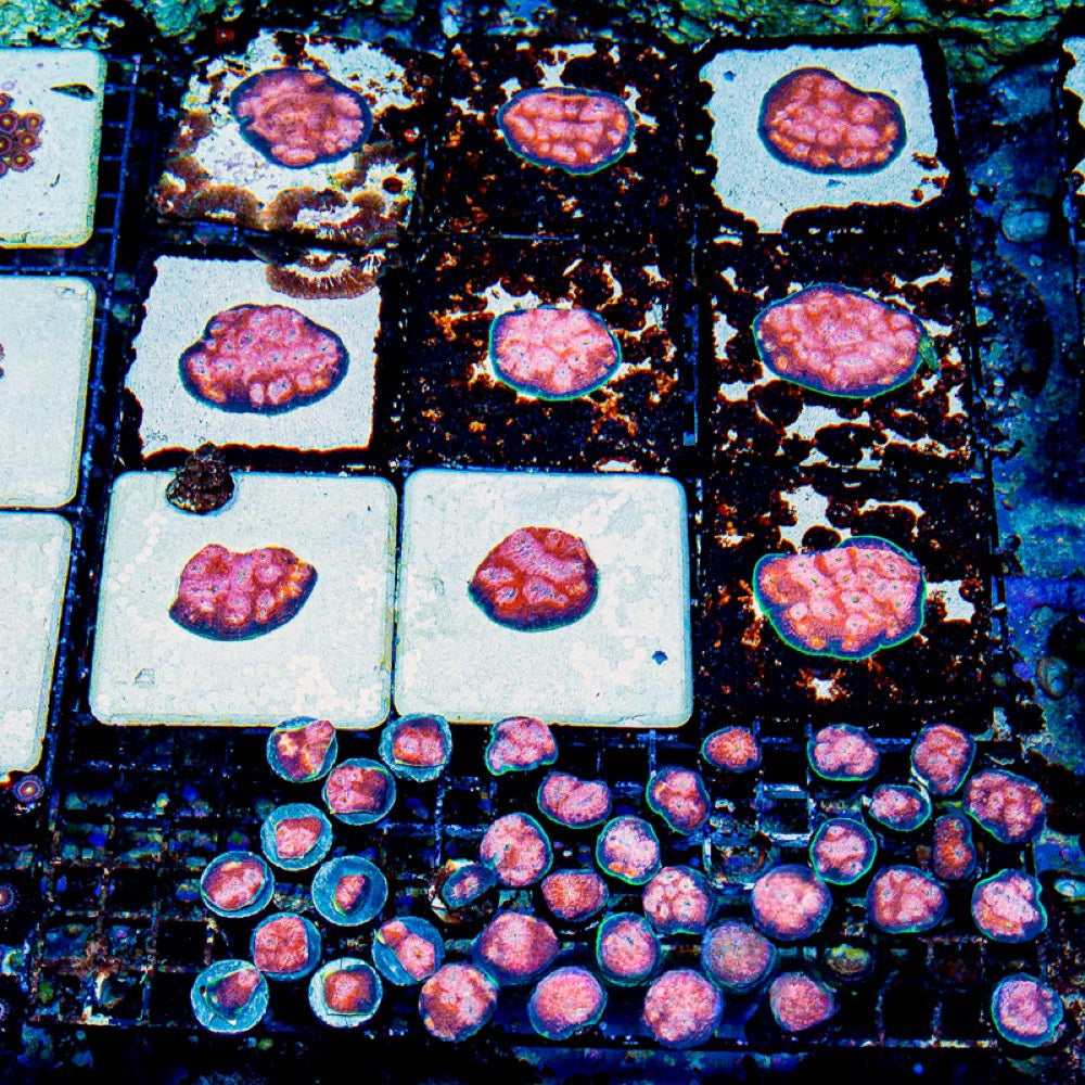 Hypershock Acan Echinata (Aquaculture) Size: M 0.75" to 1" Approx Frag