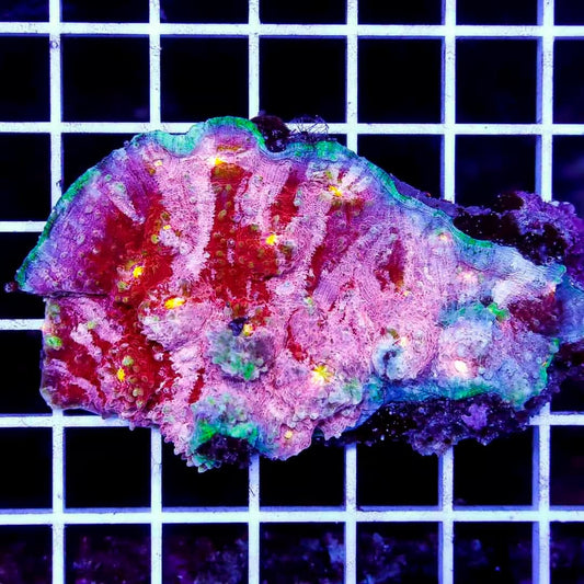Ultra Hot Aussie Echinophyllia UHAE040301 WYSIWYG