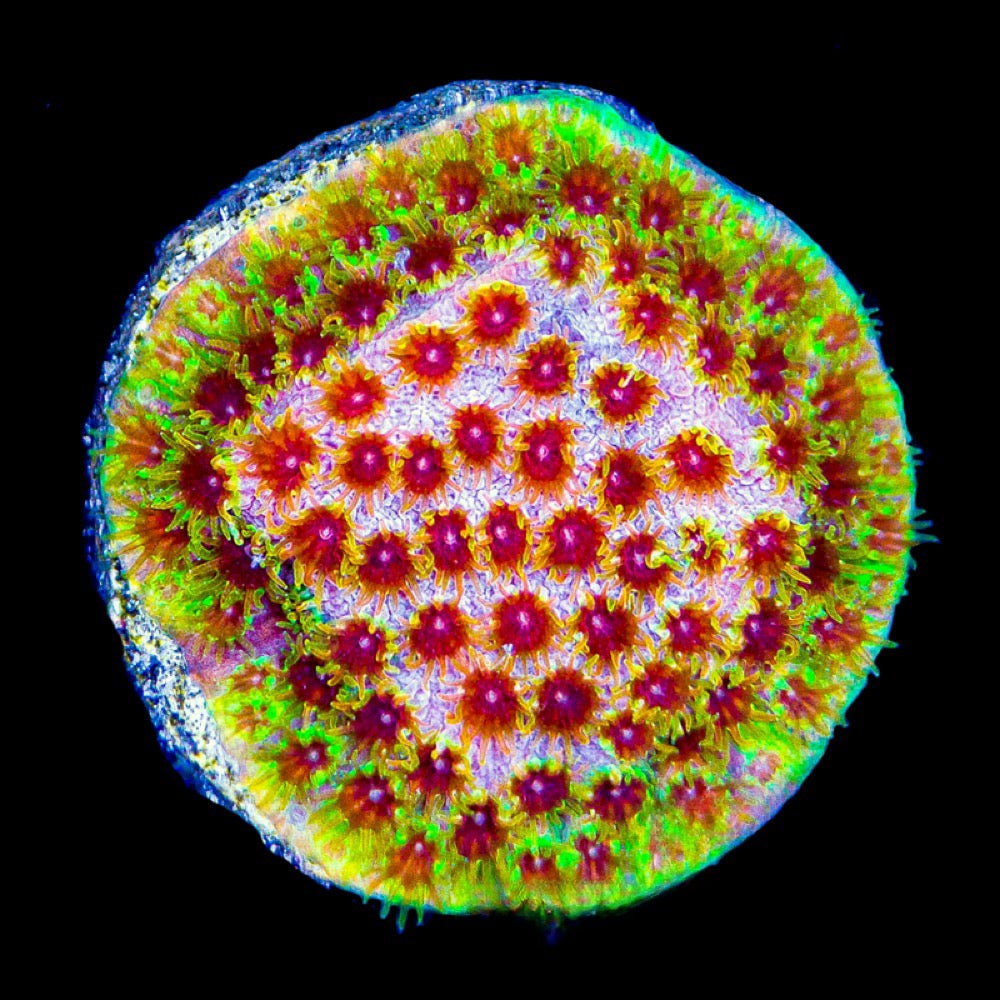 Rainbow Splash Cyphastrea (Aquacultured) Size: L 1" to 3" Frag Approx - Violet Aquarium 