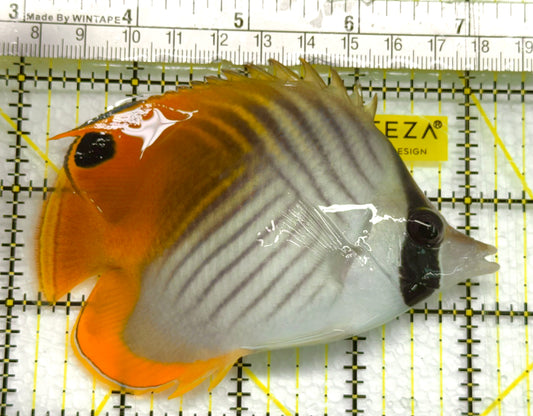 Auriga Butterflyfish AB041102 WYSIWYG Size: L 4" approx