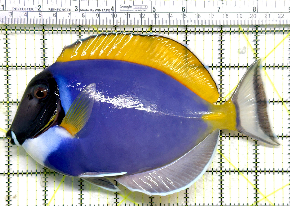 Powder Blue Tang (Maldives) PBT101801 WYSIWYG Size: XXXL 7.75" approx