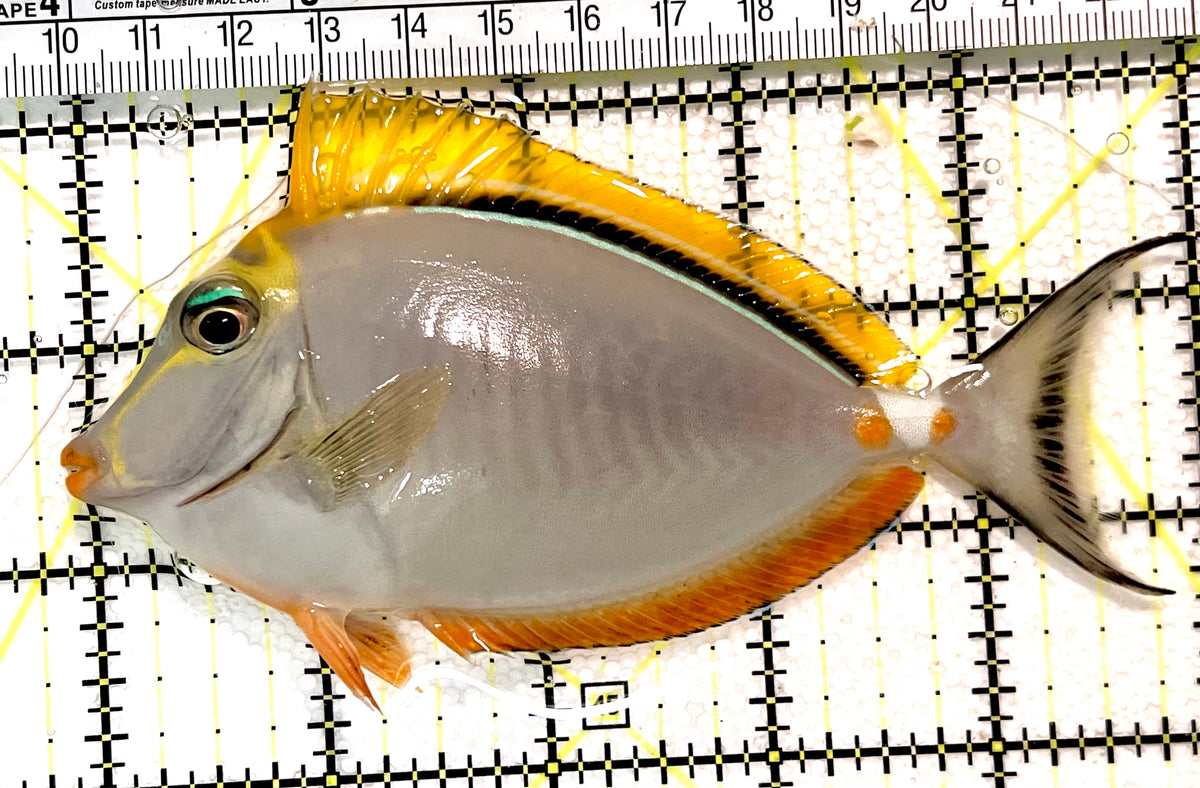 Blonde Naso Tang (Maldives Special Grade) BNT100401 WYSIWYG Size: M 5" approx