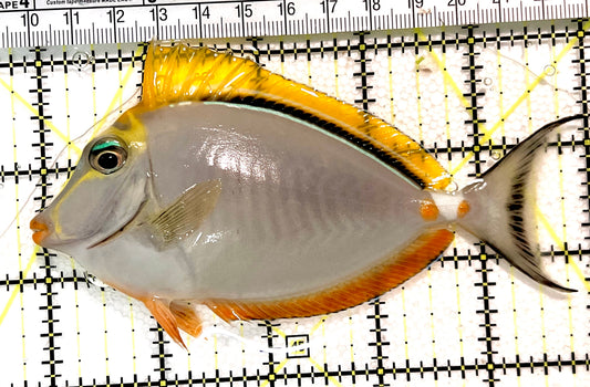 Blonde Naso Tang (Maldives Special Grade) BNT100401 WYSIWYG Size: M 5" approx