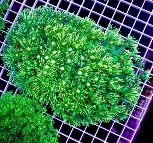 Neon Aussie Goniopora  NAG040301  WYSIWYG