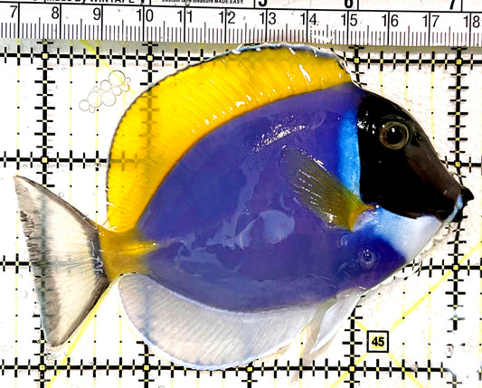 Powder Blue Tang (Maldives) PBT100401 WYSIWYG Size: L 4.25" approx