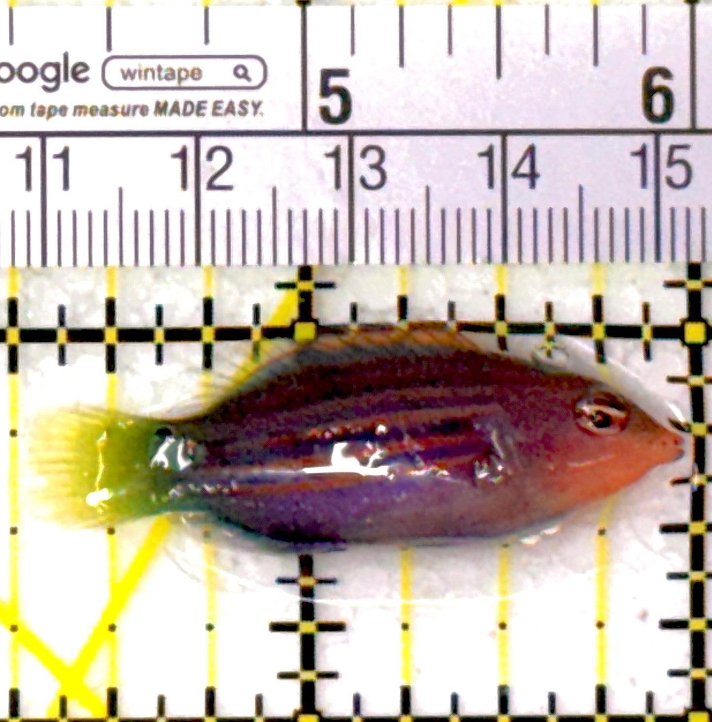 Six Line Wrasse (Indo) SLW111901 WYSIWYG Size: L 1.75"