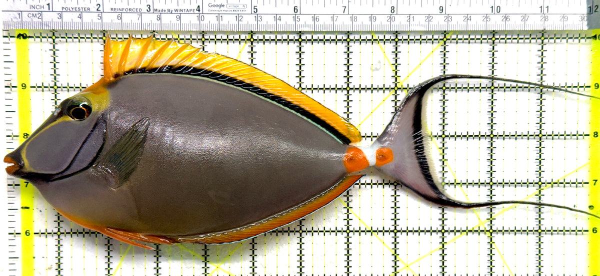 Blonde Naso Tang (Maldives Special Grade) BNT101801 WYSIWYG Size: XXXL/Show Male Streamers 12" approx