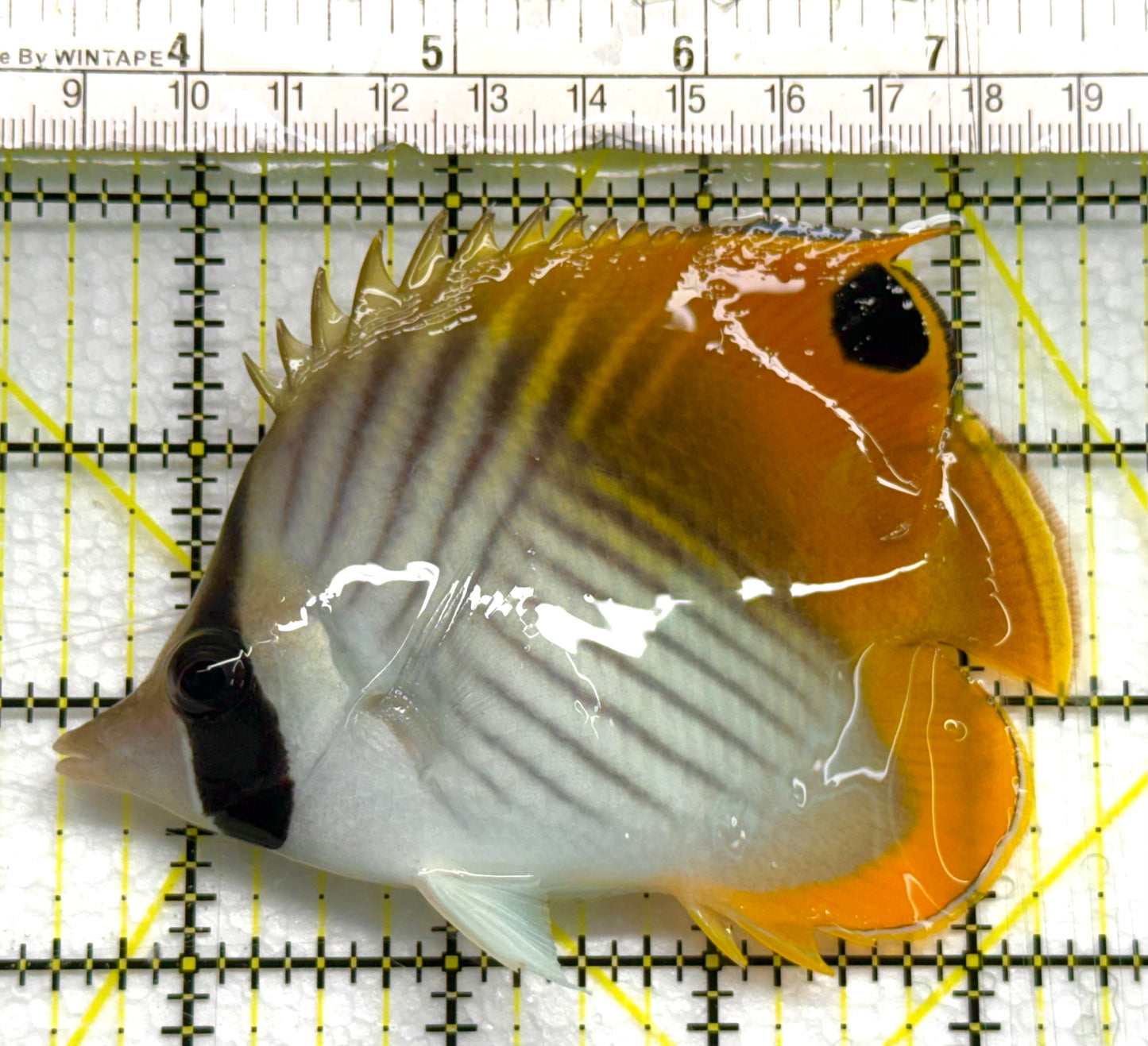 Auriga Butterflyfish AB041102 WYSIWYG Size: L 4" approx