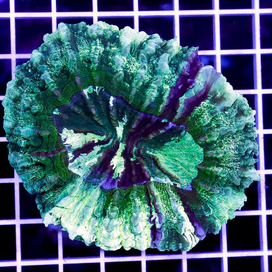 Neon Aussie Acanthaphyllia NAA040302 WYSIWYG