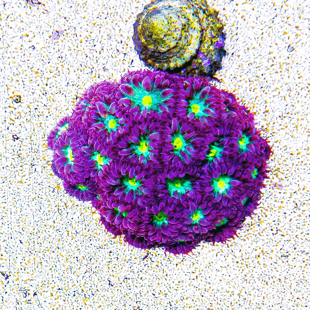 Hawaiian Sunset Blastomussa Merletti (Aquaculture) Size: M 0.75" to 1" Approx Frag