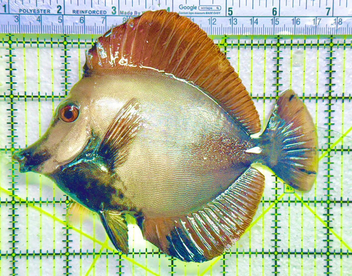 Rare Koi Scopas Tang RKST101802 WYSIWYG Size: XL 5.75" approx