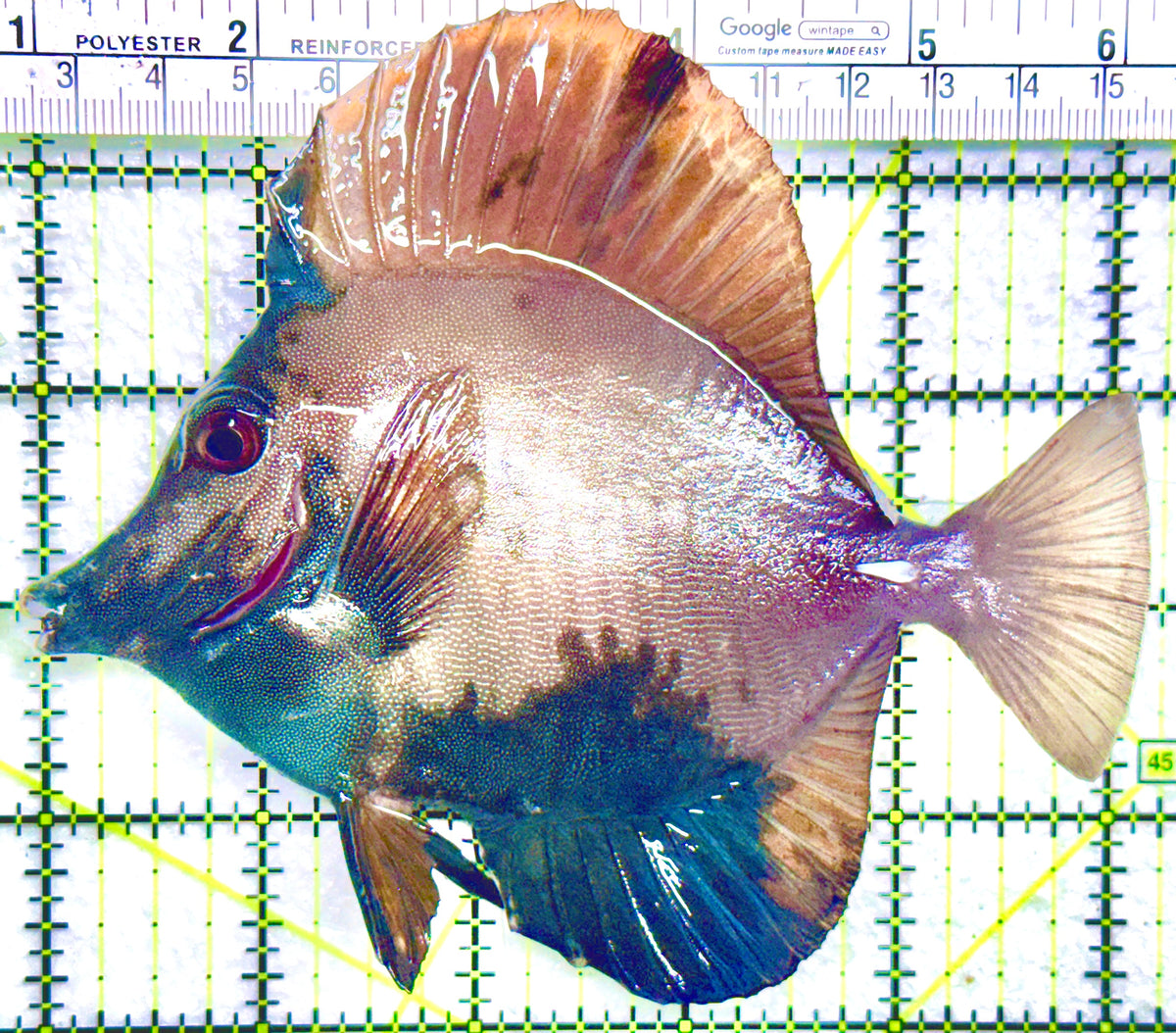 Rare Koi Scopas Tang RKST101803 WYSIWYG Size: XL 5.25" approx