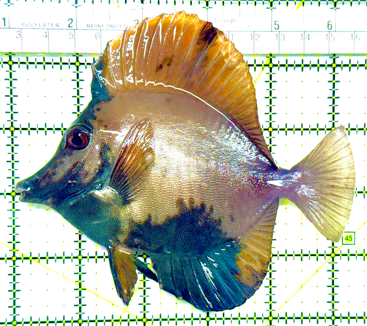 Rare Koi Scopas Tang RKST101804 WYSIWYG Size: XL 5.25" approx