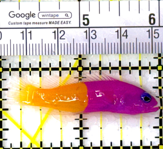 Royal Dottyback RD111901 WYSIWYG Size: S 2" approx