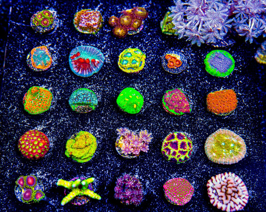 Assorted Coral (Aquacultured) Size: M 0.75” to 1” Approx Frag