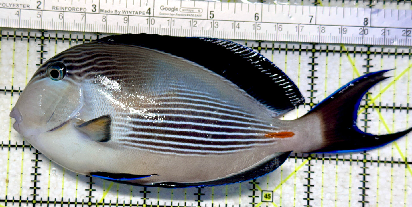 Sohal Tang (Oman Special Grade Red Sea) ST102301 WYSIWYG Size: XXL 7.5"