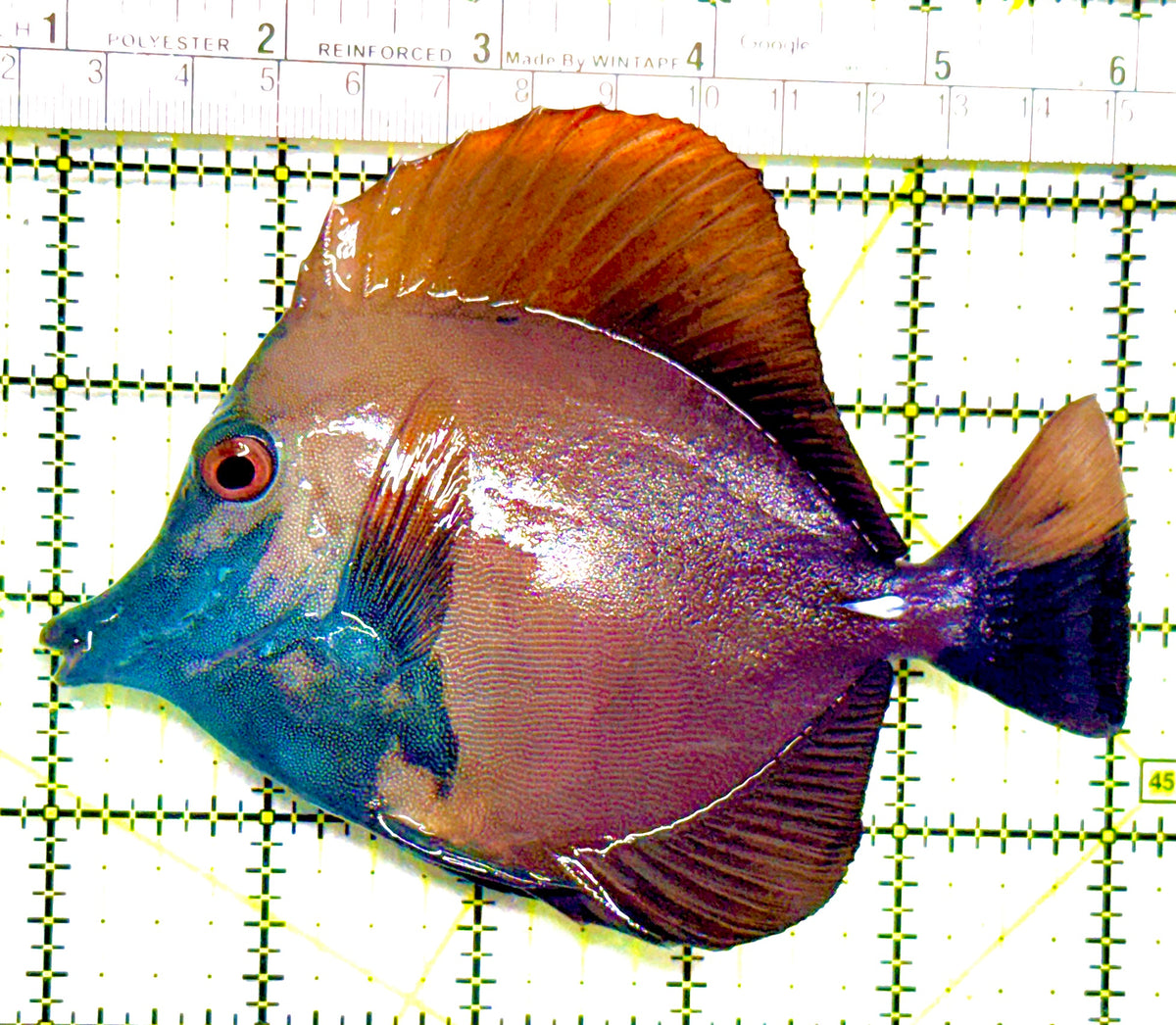 Rare Koi Scopas Tang RKST101805 WYSIWYG Size: L 5" approx