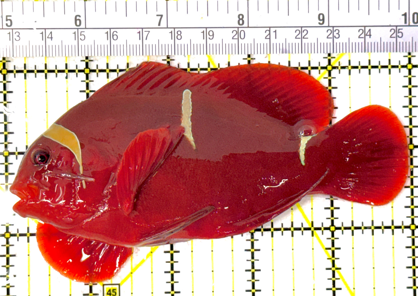 Gold Bar Maroon Clownfish Bali Grade A (Wild Caught) GMC111804 WYSIWYG Size: XL 5"