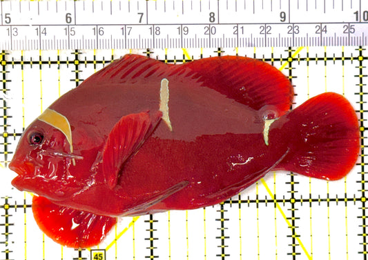 Gold Bar Maroon Clownfish Bali Grade A (Wild Caught) GMC111804 WYSIWYG Size: XL 5"