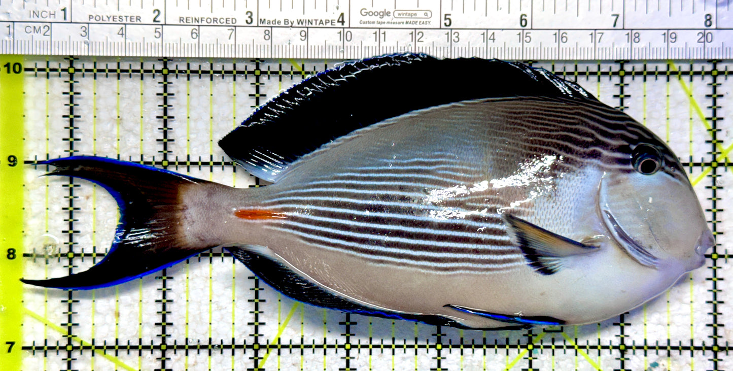 Sohal Tang (Oman Special Grade Red Sea) ST102301 WYSIWYG Size: XXL 7.5"