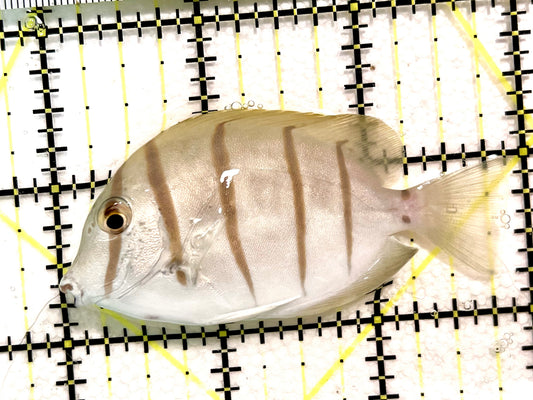 Convict Tang CT100401 WYSIWYG Size: L 3" approx