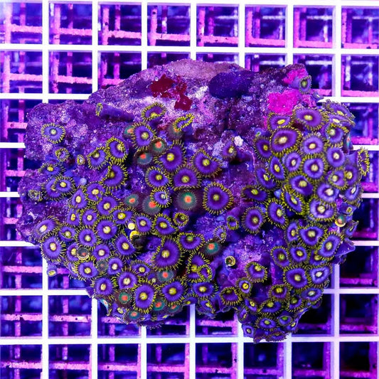 Indo Ultra Blue Zoanthids IUBZ040301 WYSIWYG