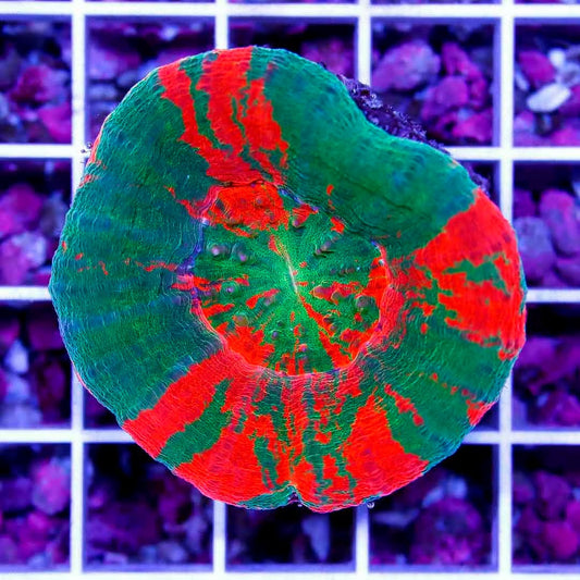 Aussie Ultra Bleeding Apple Scolymia AUBAS040301 WYSIWYG