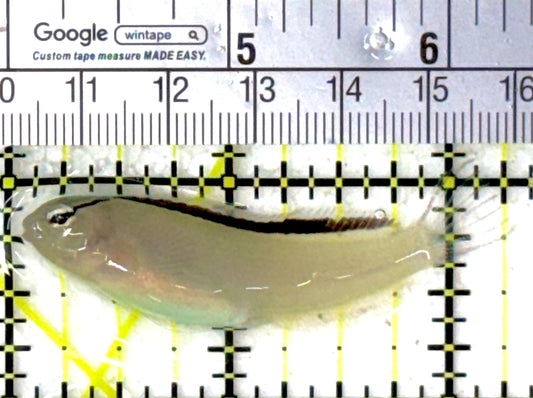 Smith's Blenny SB111901 WYSIWYG Size: 2.25"