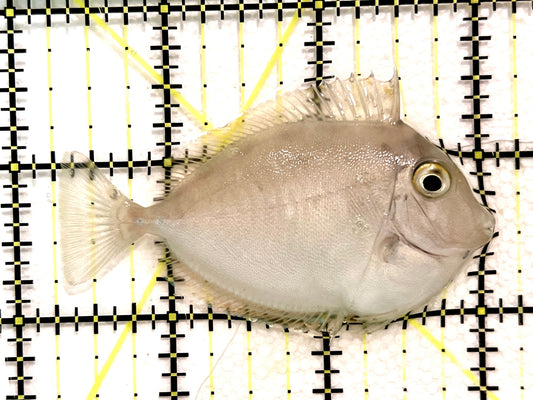 Unicorn Tang UT100401 WYSIWYG Size: S 2.75" approx