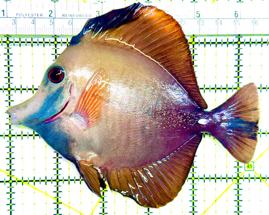 Rare Koi Scopas Tang RKST101806 WYSIWYG Size: XL 5.5" approx