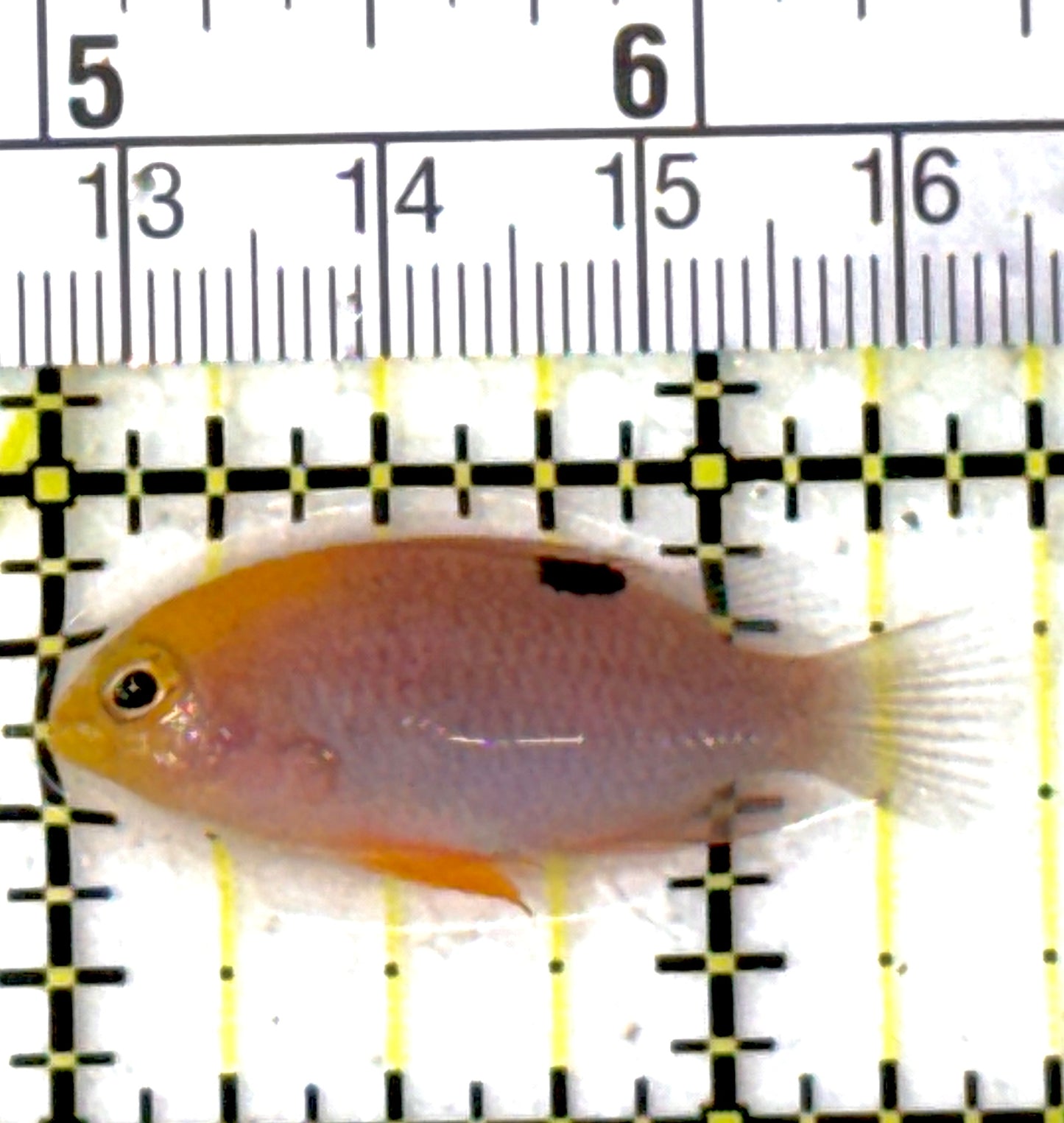 Talbot's Damselfish TD111901 WYSIWYG Size: 1.5"