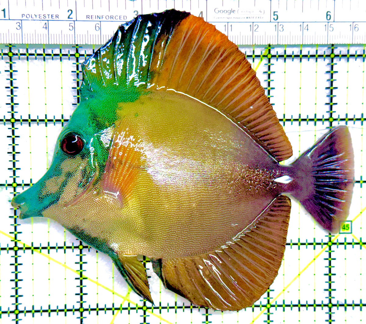 Rare Koi Scopas Tang RKST101807 WYSIWYG Size: XL 5.5" approx