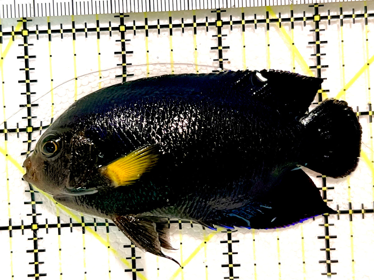 Yellowfin Angelfish (Maldives Special Grade)  YA100401 WYSIWYG Size: L3.25" approx