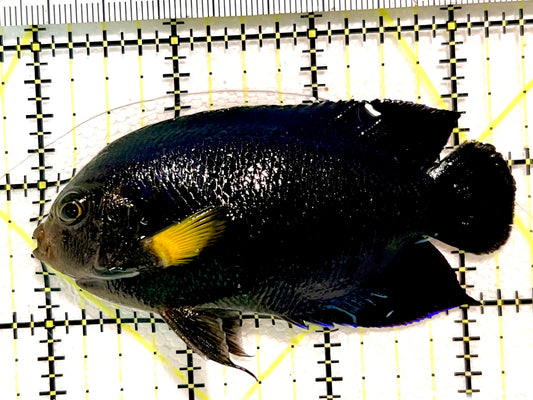 Yellowfin Angelfish (Maldives Special Grade)  YA100401 WYSIWYG Size: L3.25" approx